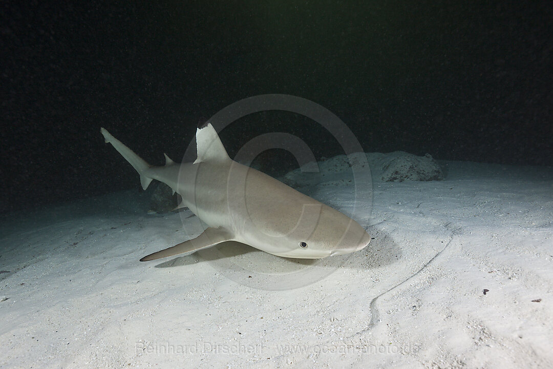 Schwarzspitzen-Riffhai, Carcharhinus melanopterus, Felidhu Atoll, Malediven