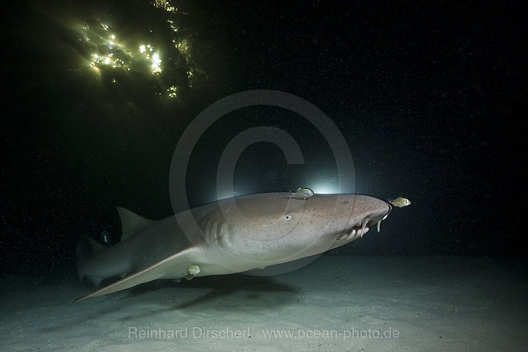 Ammenhai in der Nacht, Nebrius ferrugineus, Felidhu Atoll, Malediven