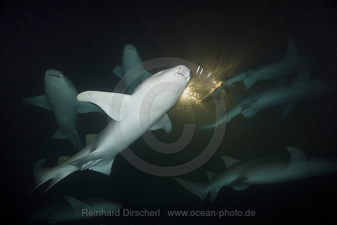 Gruppe Ammenhaie in der Nacht, Nebrius ferrugineus, Felidhu Atoll, Malediven