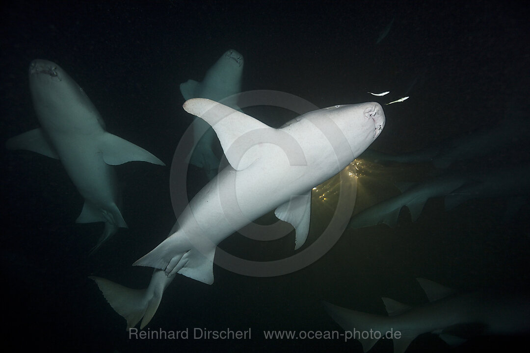 Group of Nurse Shark at Night, Nebrius ferrugineus, Felidhu Atoll, Maldives