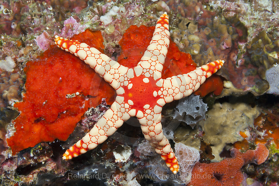 Roter Maschen-Seestern, Fromia monilis, Felidhu Atoll, Malediven