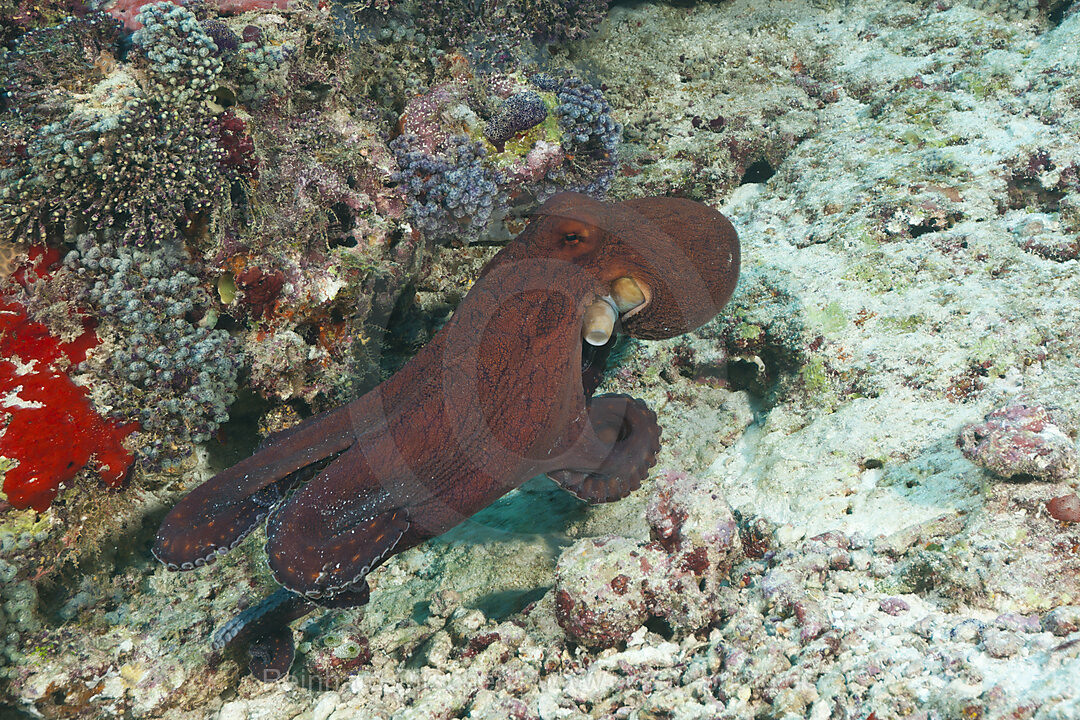 Gemeiner Oktopus, Octopus cyanea, Felidhu Atoll, Malediven