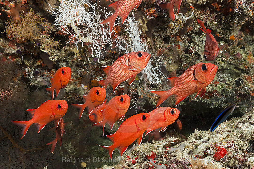 Weisssaum-Soldatenfische, Myripristis murdjan, Felidhu Atoll, Malediven