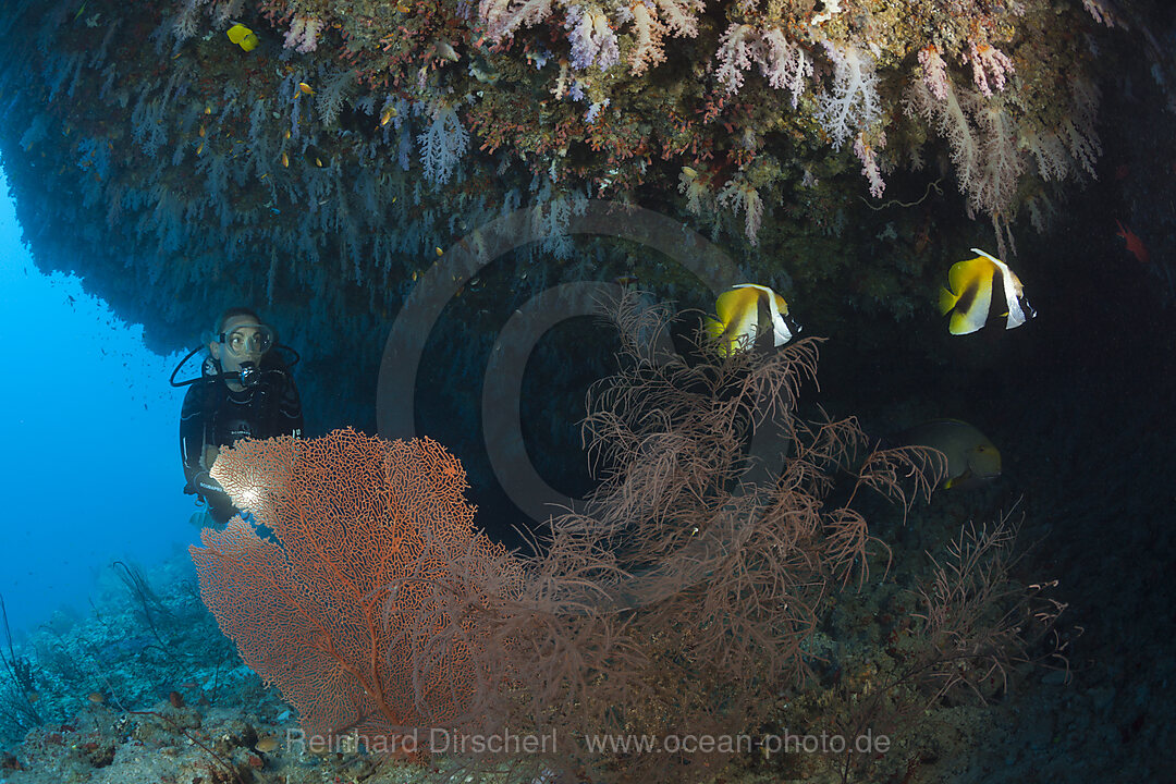 Taucher unter Ueberhang, Felidhu Atoll, Malediven