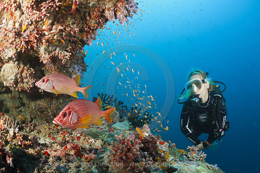 Scuba Diver on Coral Reef, Felidhu Atoll, Maldives