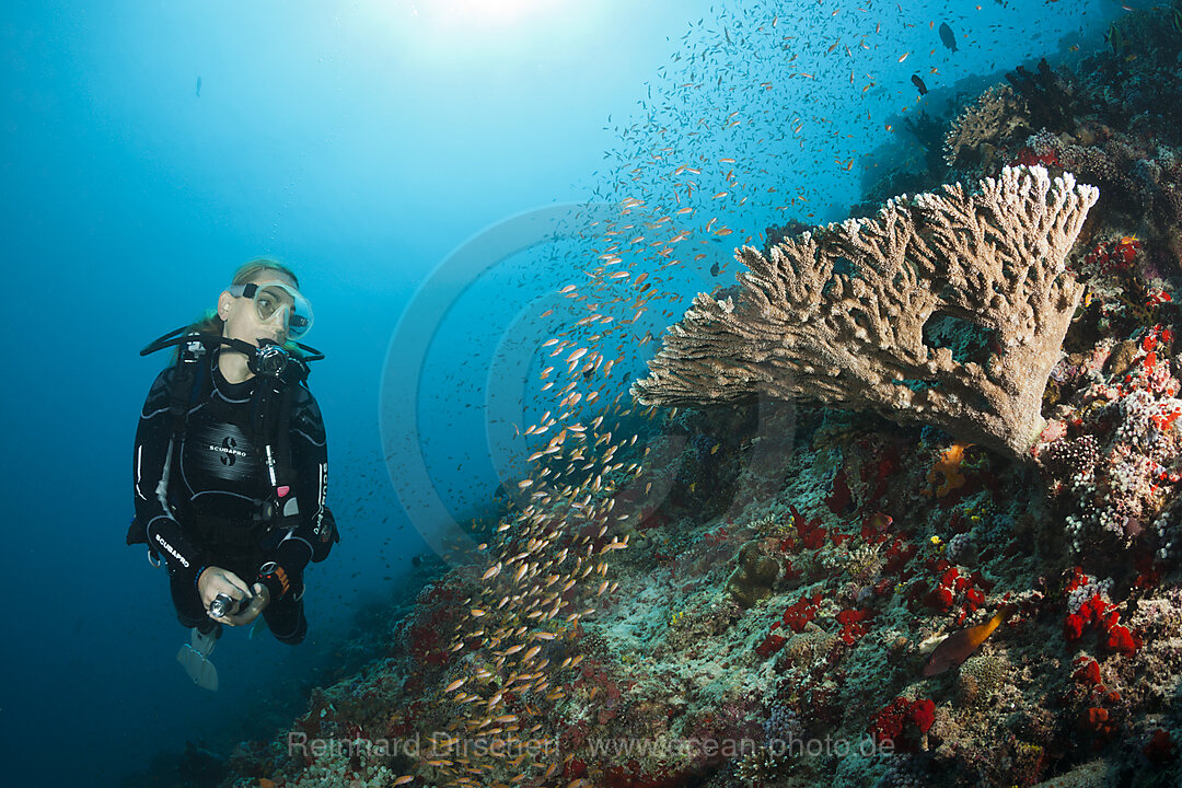 Taucher am Riff, Felidhu Atoll, Malediven