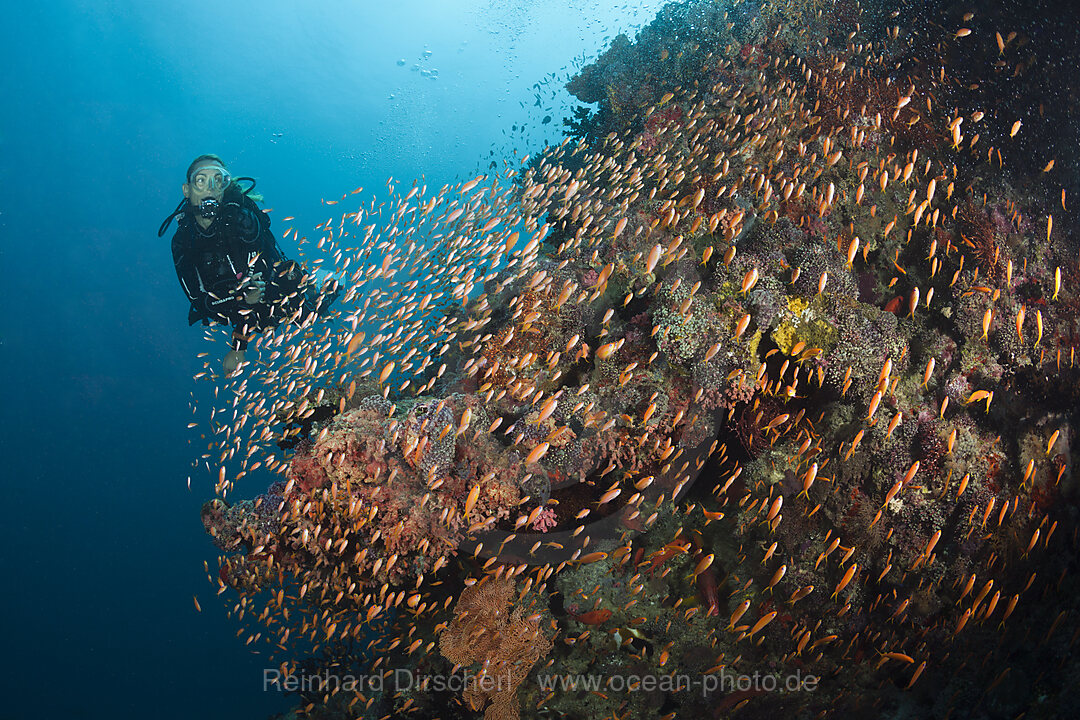 Scuba Diver on Coral Reef, Felidhu Atoll, Maldives