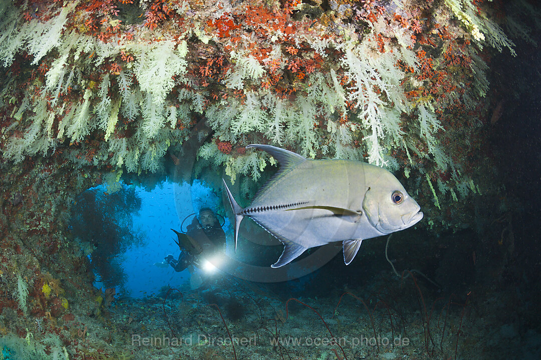 Taucher unter Ueberhang, Felidhu Atoll, Malediven