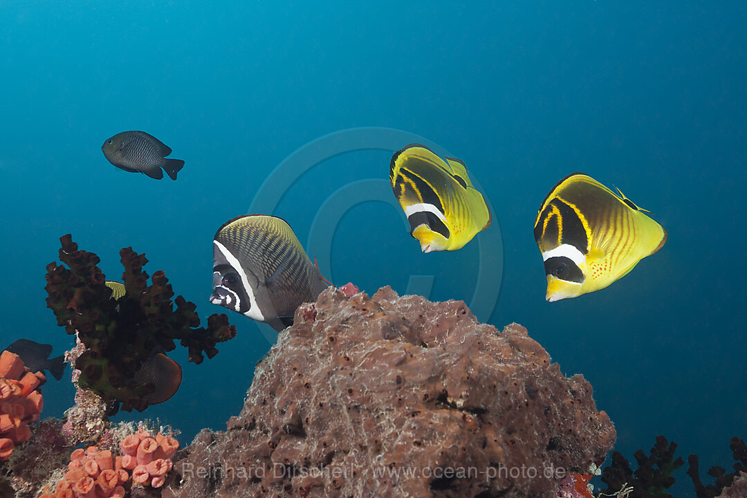 Mondsichel-Falterfische, Chaetodon lunula, Felidhu Atoll, Malediven