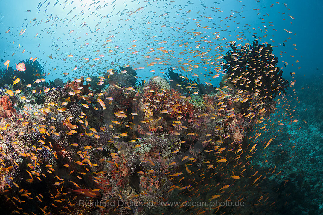 Colored Coral Reef, South Male Atoll, Maldives