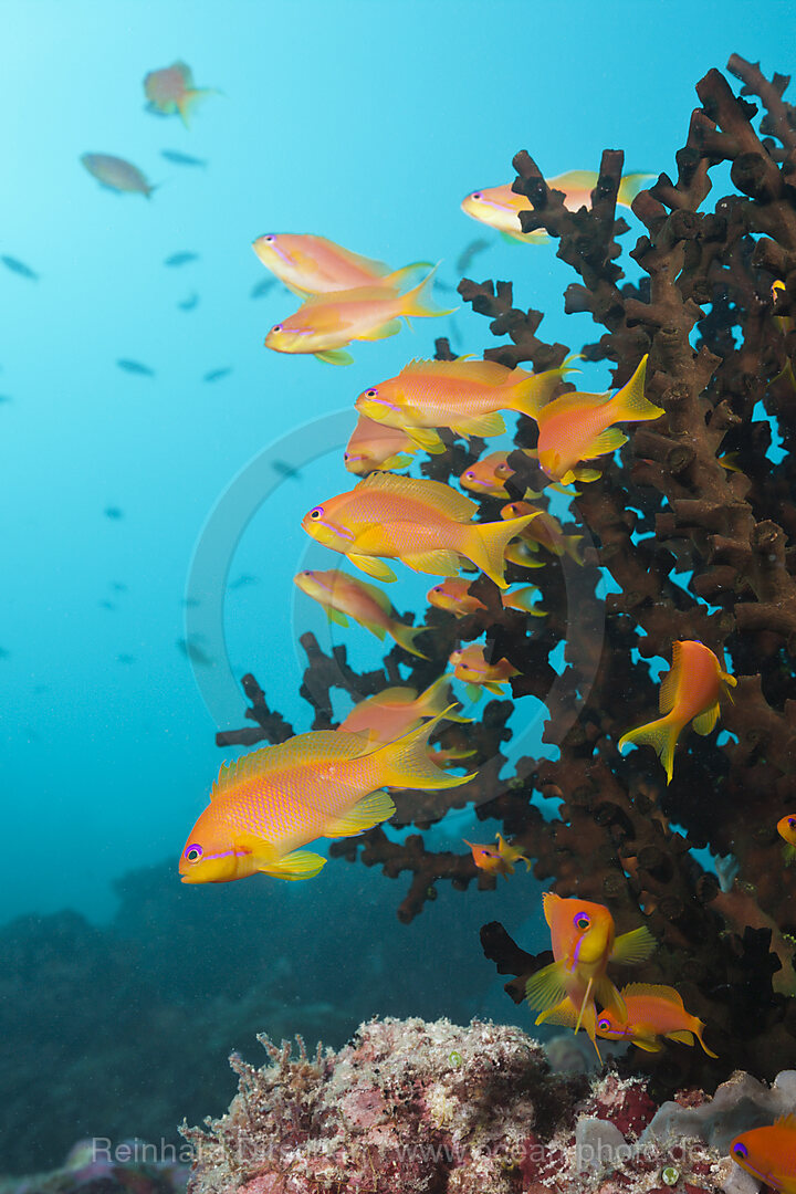 Juwelen-Fahnenbarsche am Riff, Pseudanthias squamipinnis, Sued Male Atoll, Malediven