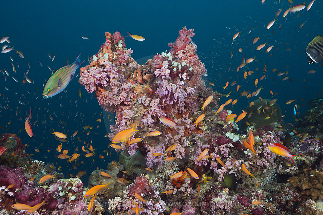 Colored Coral Reef, South Male Atoll, Maldives