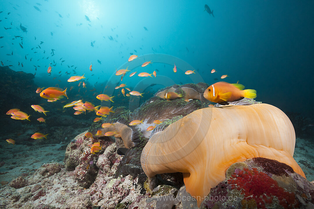 Malediven-Anemonenfisch, Amphiprion nigripes, Sued Male Atoll, Malediven