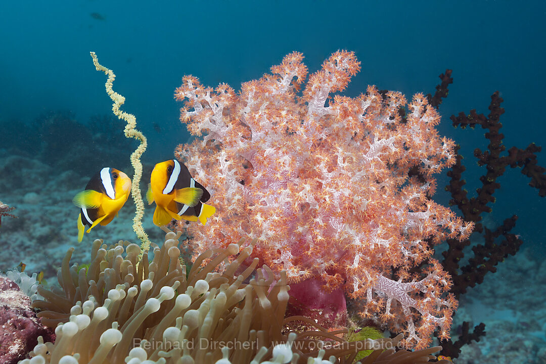 Clarks Anemonenfisch, Amphiprion clarkii, Sued Male Atoll, Malediven