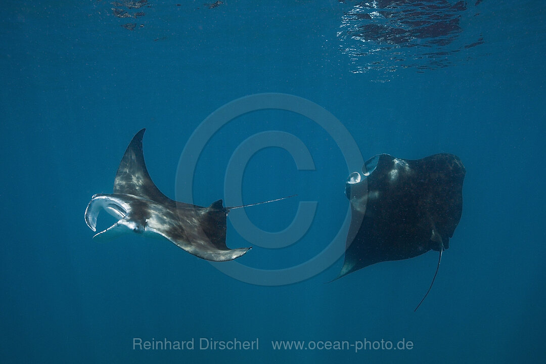 Riffmanta, Manta alfredi, Nord Male Atoll, Malediven