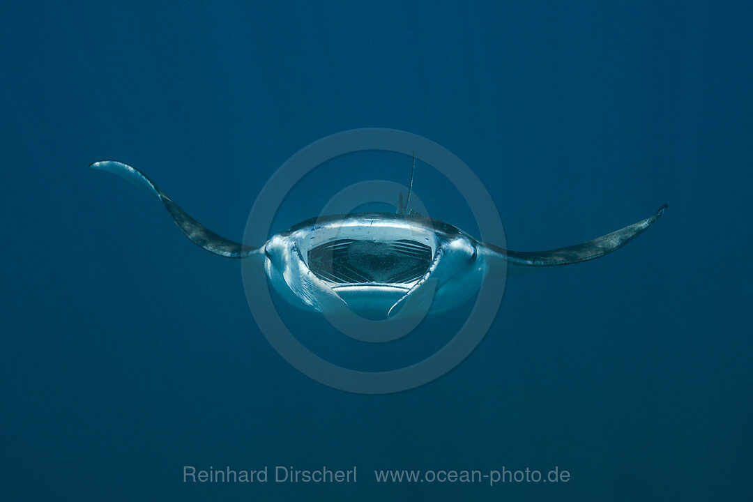 Reef Manta, Manta alfredi, North Male Atoll, Maldives