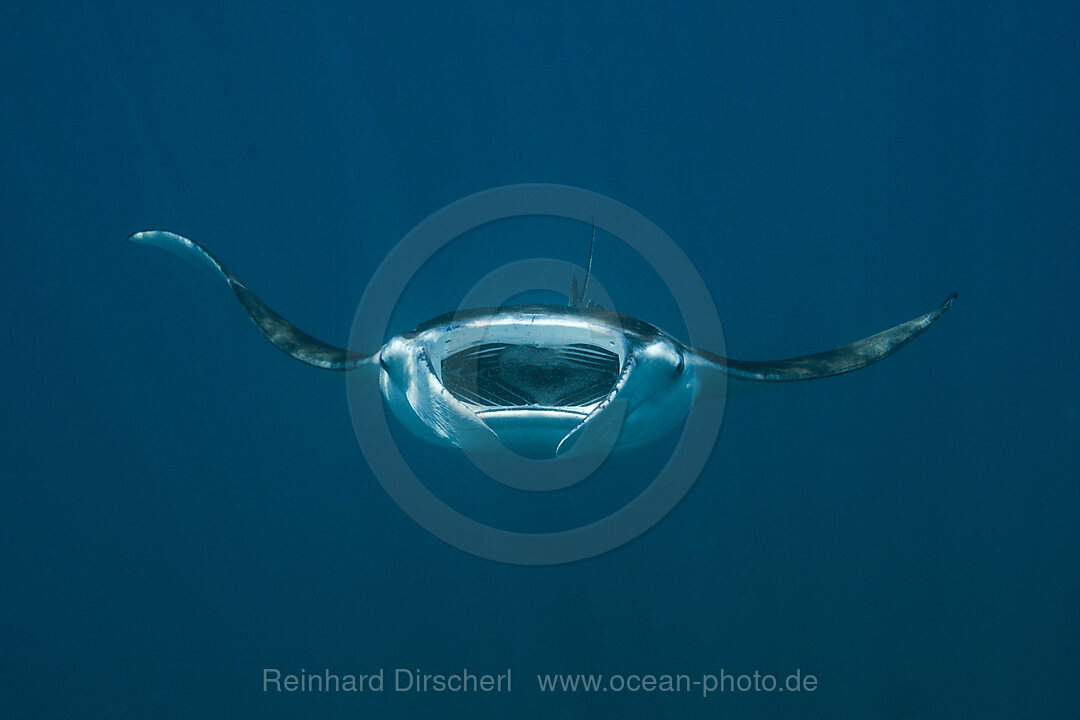 Riffmanta, Manta alfredi, Nord Male Atoll, Malediven