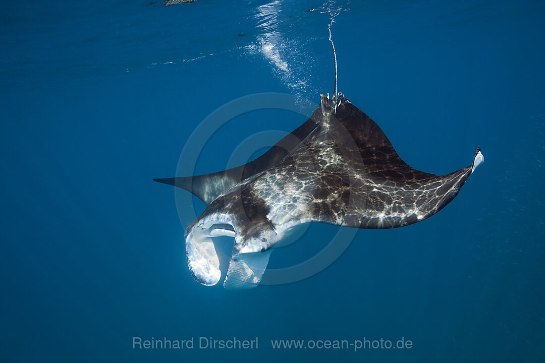 Riffmanta, Manta alfredi, Nord Male Atoll, Malediven