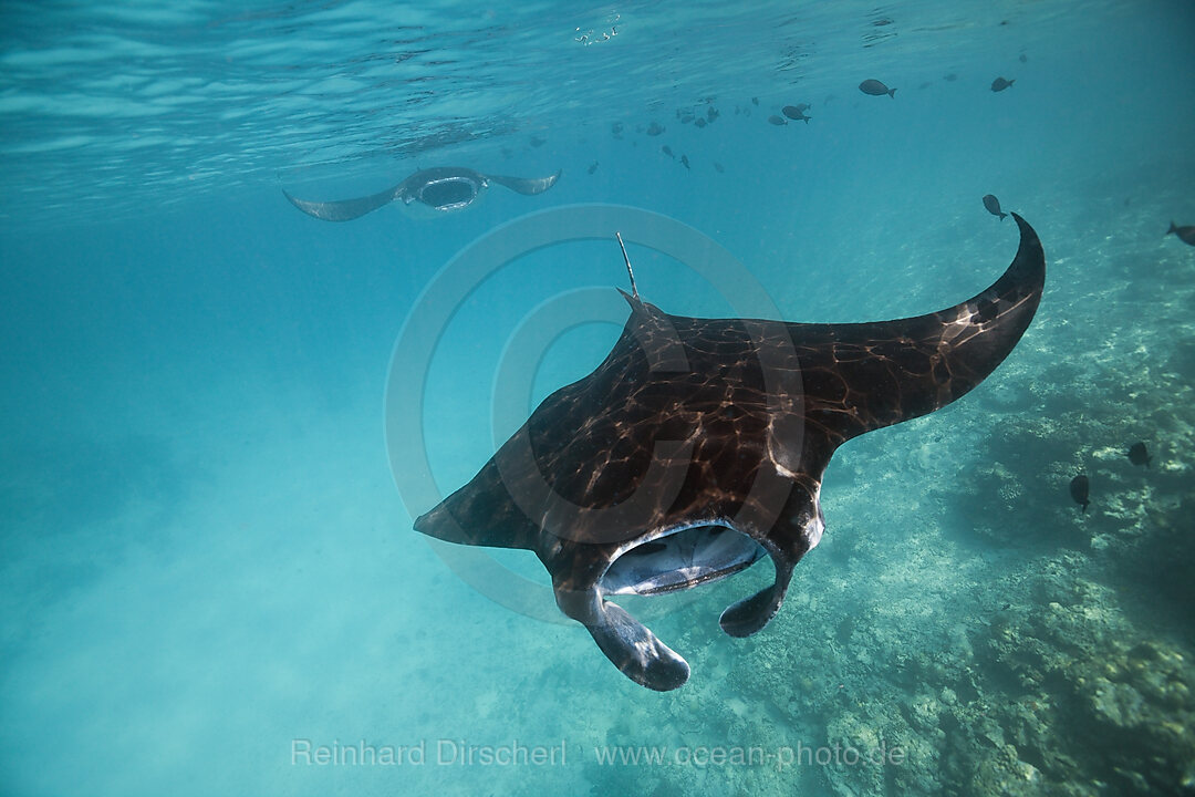 Riffmanta, Manta alfredi, Sued Male Atoll, Malediven