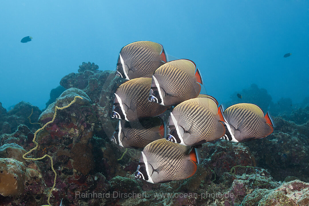 Schwarm Halsband-Falterfische, Chaetodon collare, Sued Male Atoll, Malediven