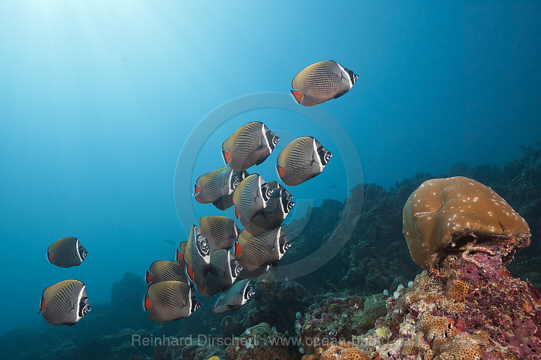 Schwarm Halsband-Falterfische, Chaetodon collare, Sued Male Atoll, Malediven