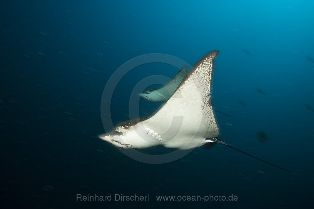 Adlerrochen, Aetobatus narinari, Sued Male Atoll, Malediven