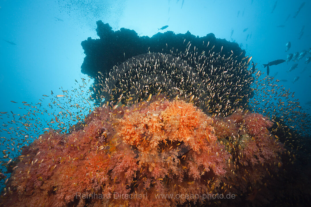 Colored Coral Reef, South Male Atoll, Maldives