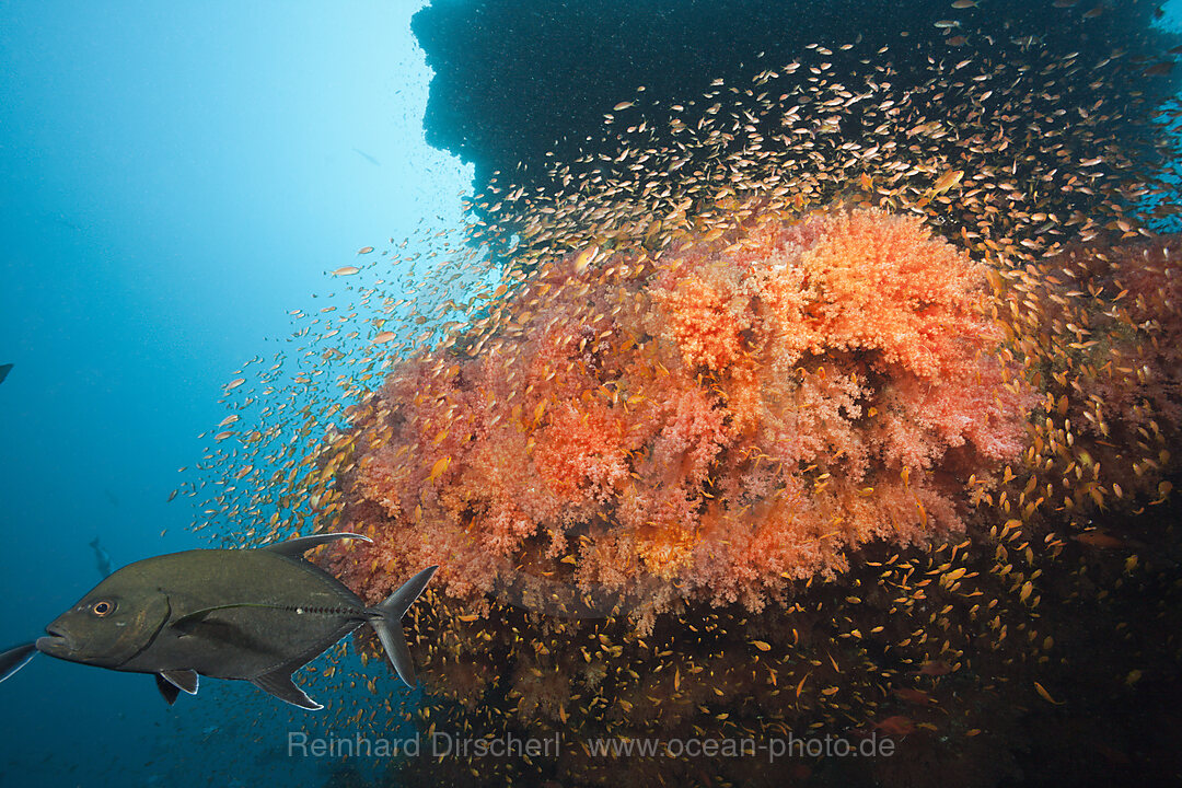 Colored Coral Reef, South Male Atoll, Maldives