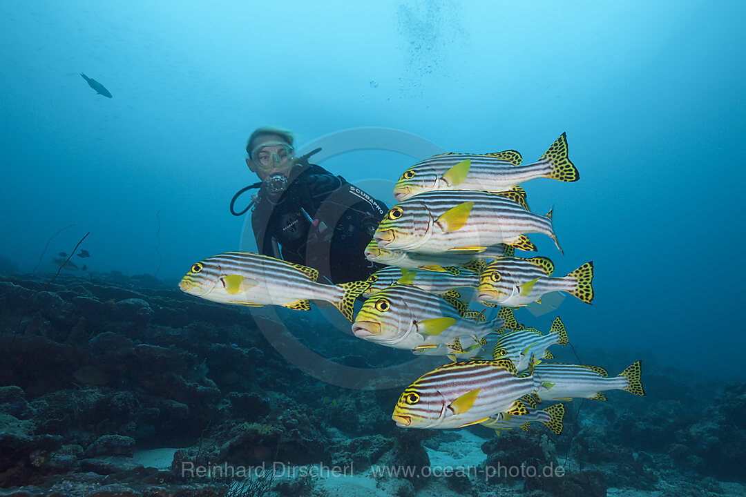 Schwarm Orientalische Suesslippen, Plectorhinchus vittatus, Nord Male Atoll, Malediven