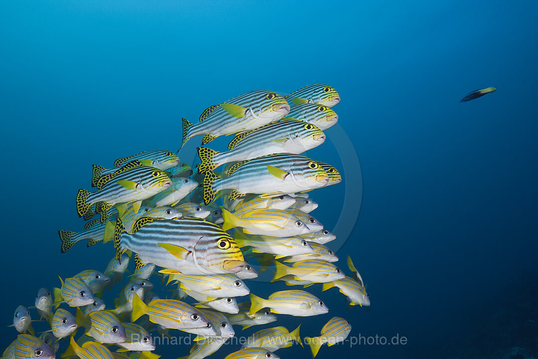 Schwarm Orientalische Suesslippen, Plectorhinchus vittatus, Nord Male Atoll, Malediven