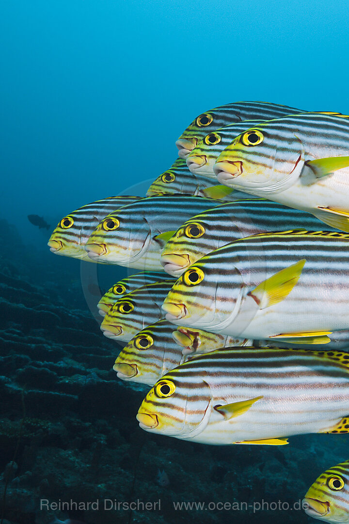 Schwarm Orientalische Suesslippen, Plectorhinchus vittatus, Nord Male Atoll, Malediven