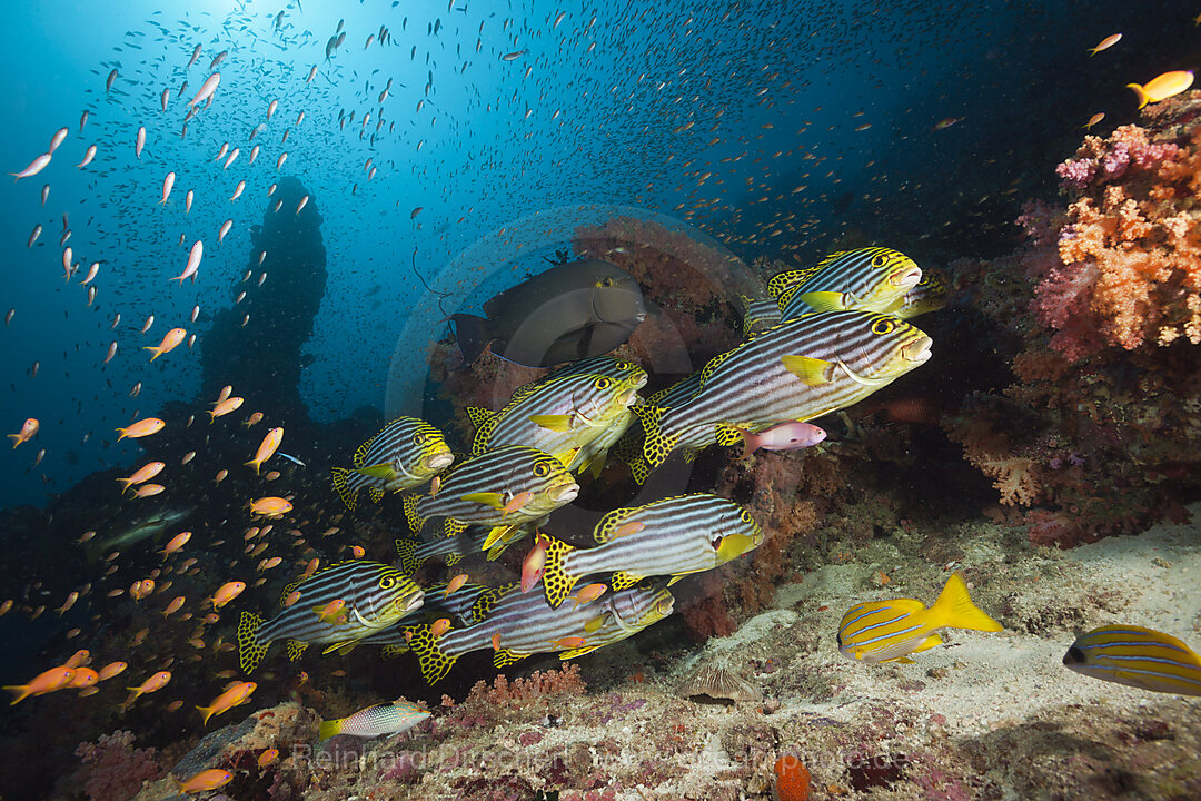 Shoal of Oriental Sweetlips, Plectorhinchus vittatus, South Male Atoll, Maldives
