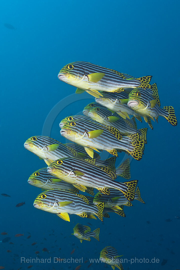 Schwarm Orientalische Suesslippen, Plectorhinchus vittatus, Sued Male Atoll, Malediven