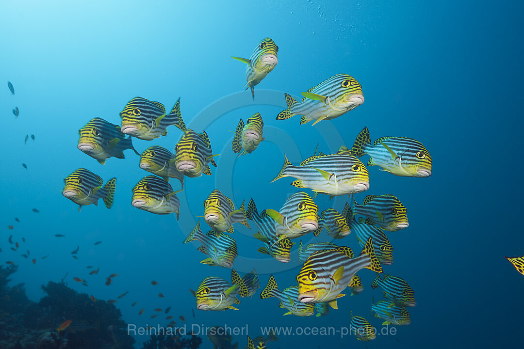 Schwarm Orientalische Suesslippen, Plectorhinchus vittatus, Sued Male Atoll, Malediven