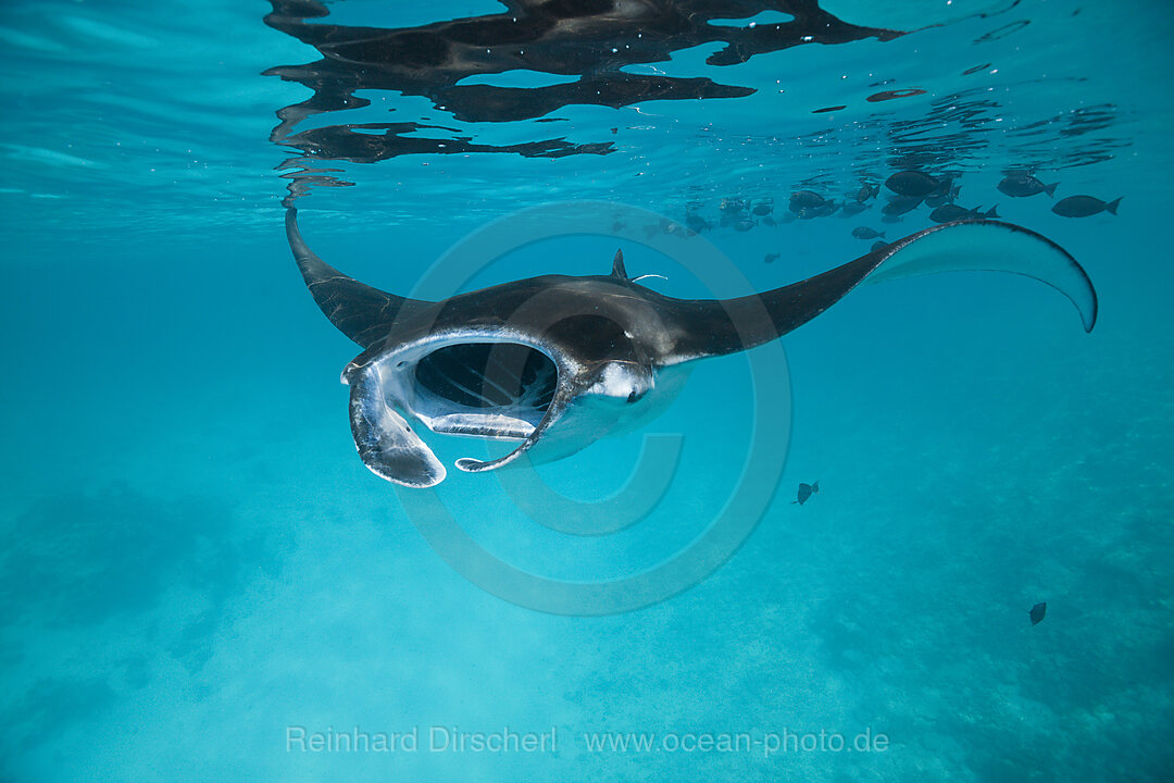 Riffmanta, Manta alfredi, Felidhu Atoll, Malediven