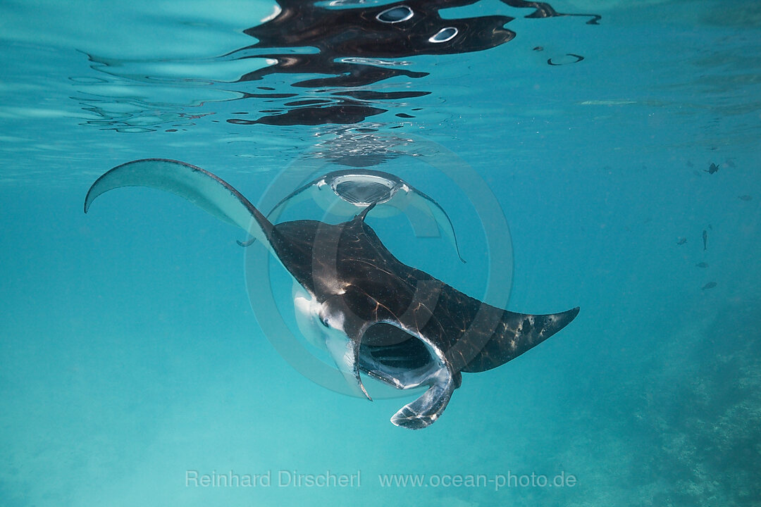 Riffmanta, Manta alfredi, Felidhu Atoll, Malediven