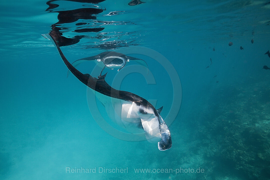 Riffmanta, Manta alfredi, Felidhu Atoll, Malediven