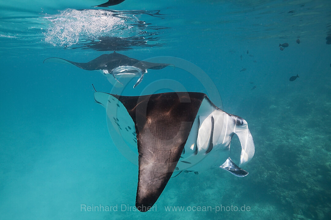 Riffmanta, Manta alfredi, Felidhu Atoll, Malediven