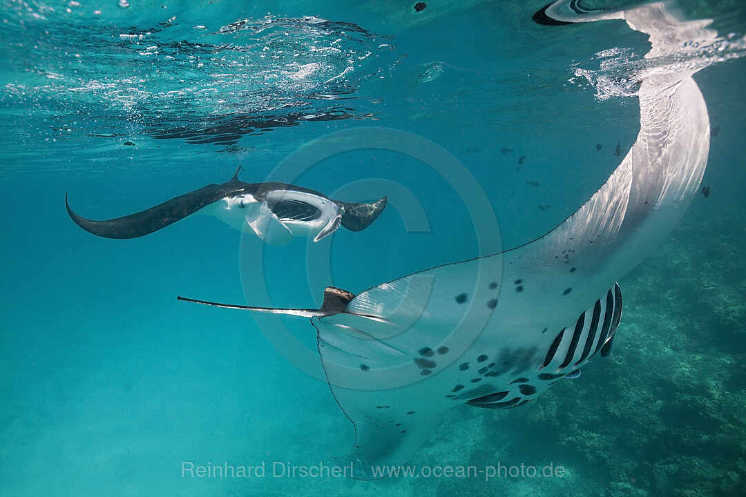 Riffmanta, Manta alfredi, Felidhu Atoll, Malediven