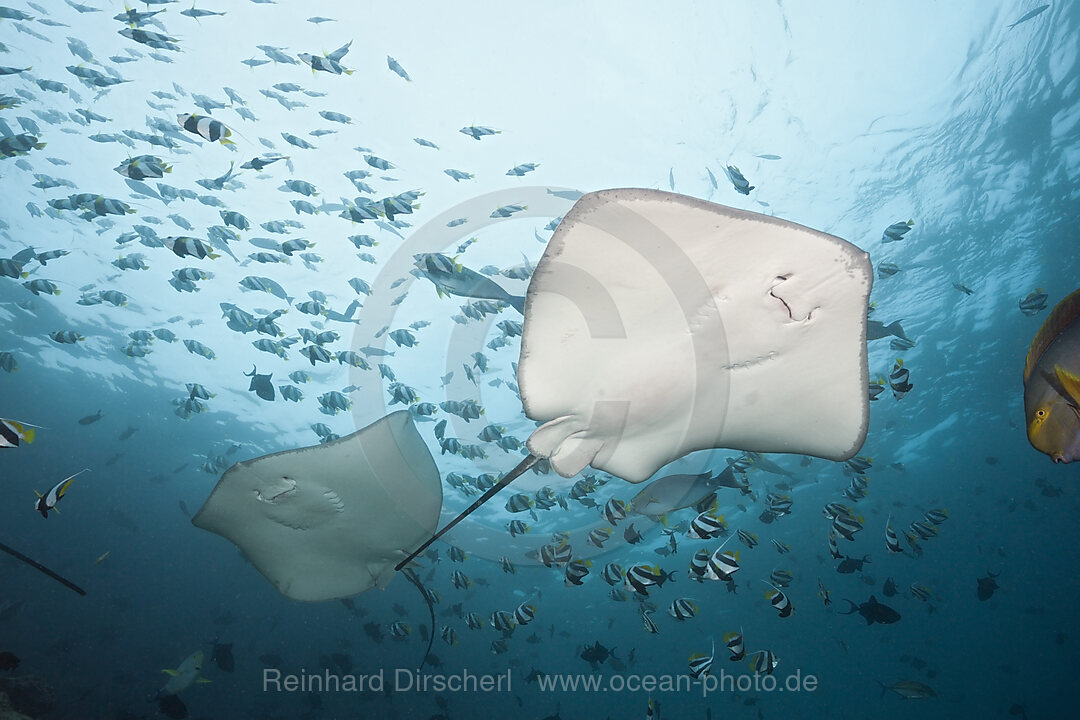 Lila Peitschenschwanz, Pateobatis fai, Nord Male Atoll, Malediven