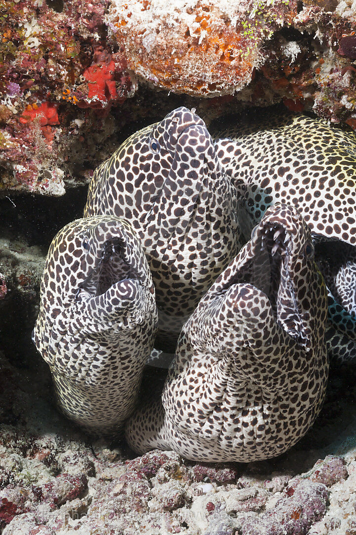 Drei Grosse Netzmuraenen, Gymnothorax favagineus, Nord Male Atoll, Malediven