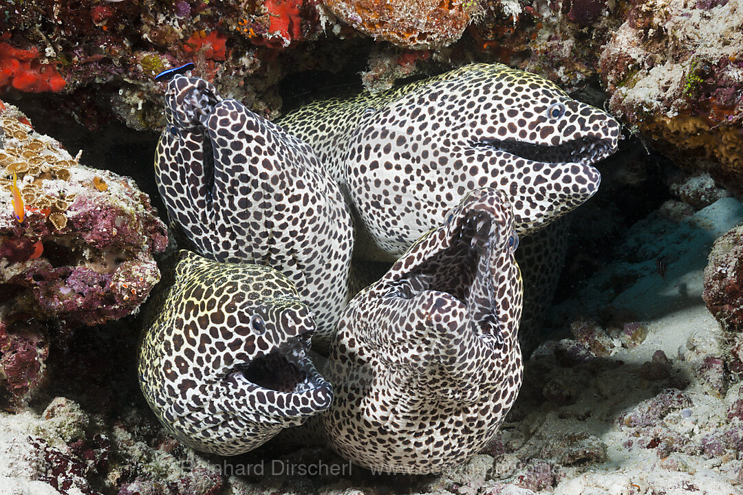 Vier Grosse Netzmuraenen, Gymnothorax favagineus, Nord Male Atoll, Malediven