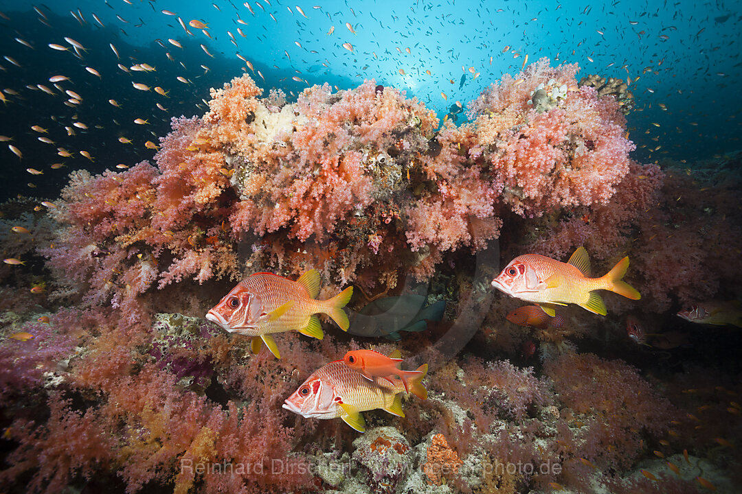 Longjaweed Squirrelfish in Coral Reef, Sargocentron spiniferum, Felidhu Atoll, Maldives