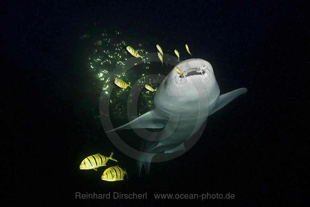 Ammenhai in der Nacht, Nebrius ferrugineus, Felidhu Atoll, Malediven