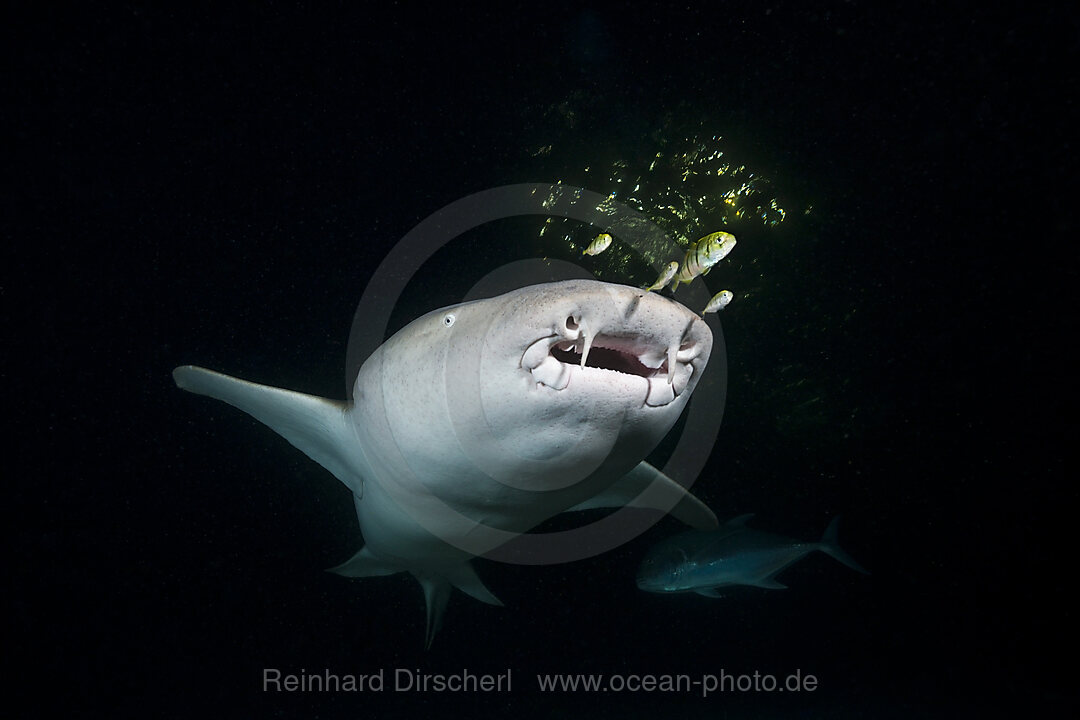 Ammenhai in der Nacht, Nebrius ferrugineus, Felidhu Atoll, Malediven