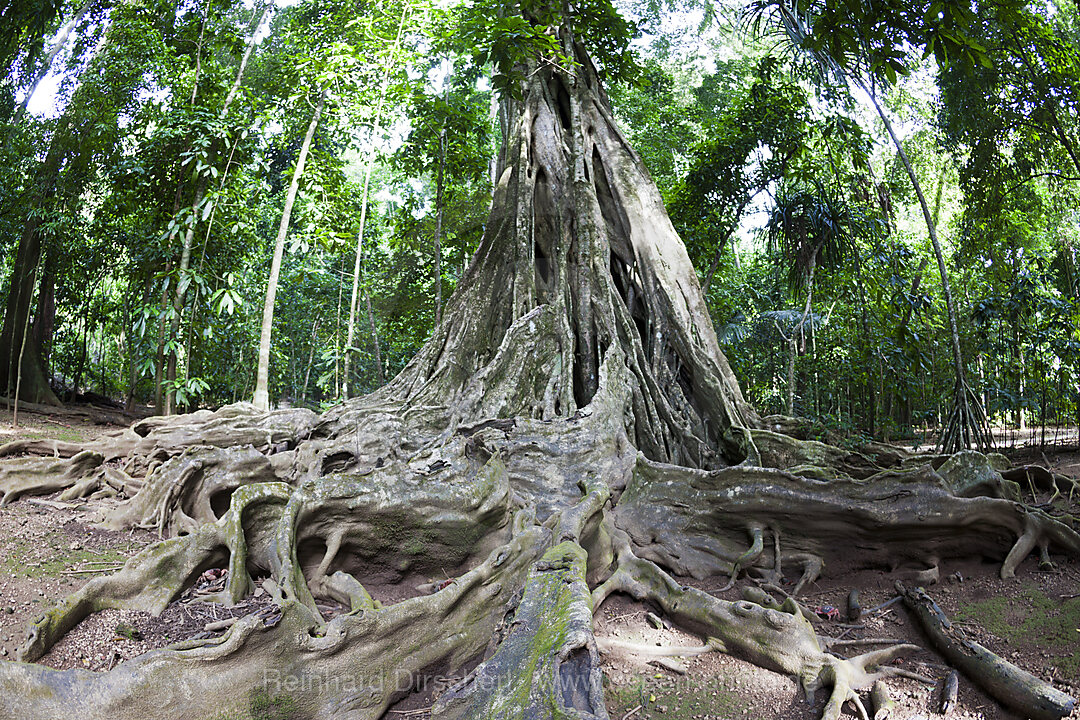 Buttress Roots of Giant Strangler Fig Tree, Ficus sp., Christmas Island, Australia