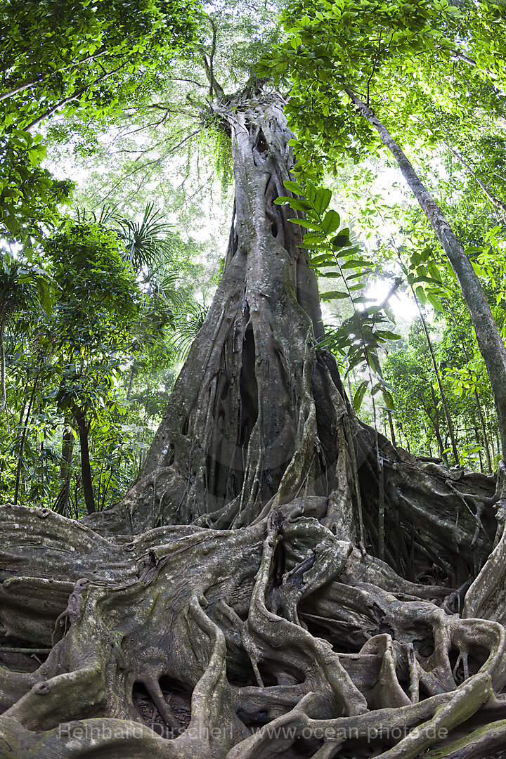 Brettwurzeln einer Wuergefeige, Ficus sp., Weihnachstinsel, Australien