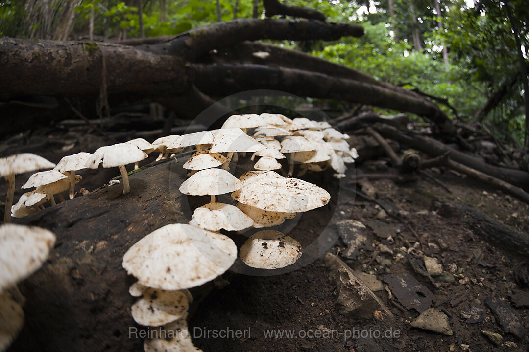 Pilze im Nationalpark, Fungi, Weihnachstinsel, Australien
