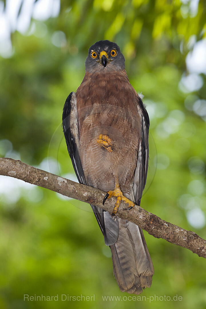 Weihnachstinsel-Baenderhabicht, Accipiter fasciatus natalis, Weihnachstinsel, Australien