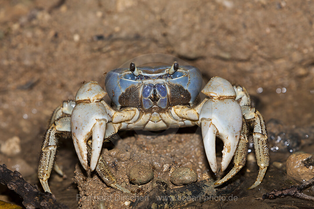 Christmas Island Blue Crab, Discoplax celeste, Christmas Island, Australia